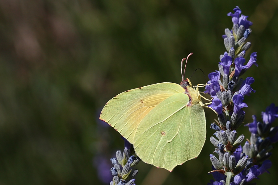 identificazione. Gonepteryx rhamni ? - Gonepteryx cleopatra